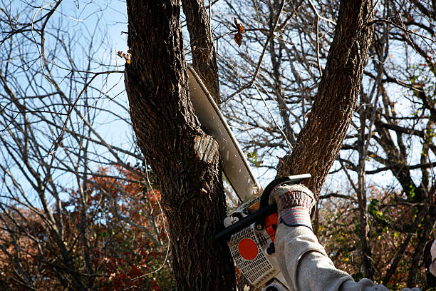 Professional Tree Care in Red Lick, TX